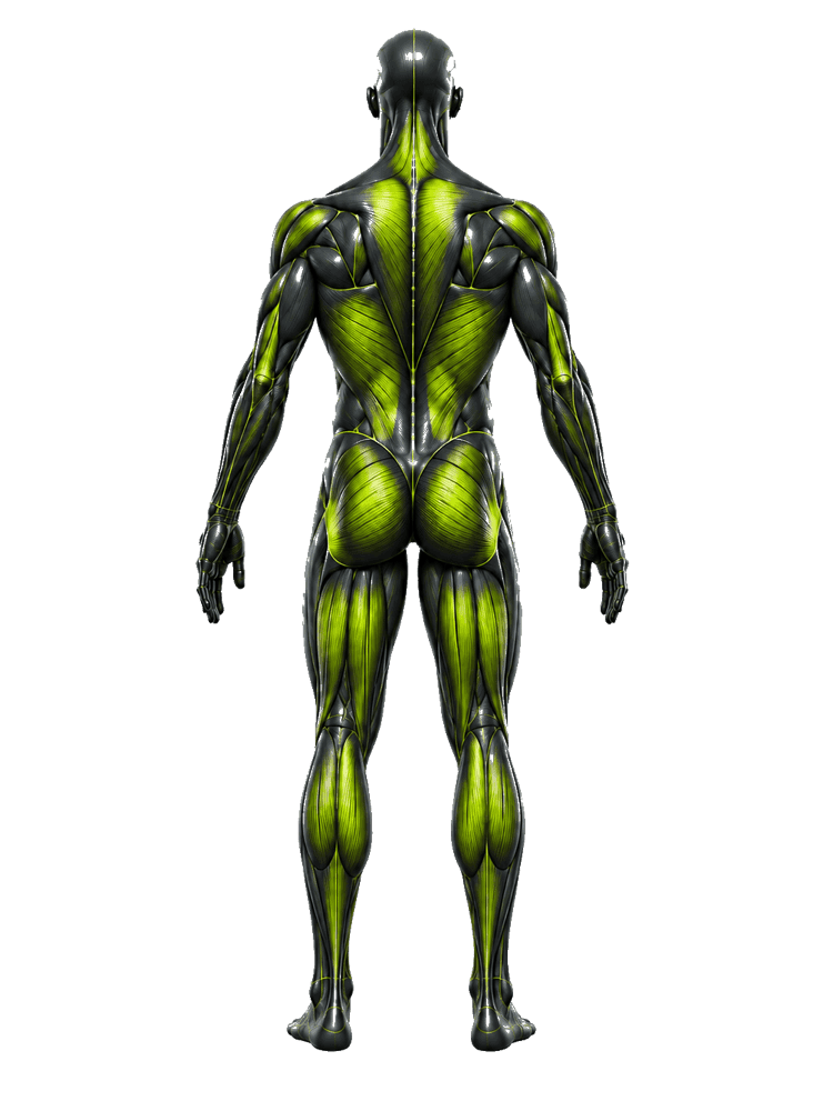 Back muscle anatomy